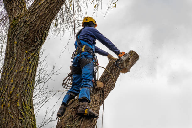 Best Root Management and Removal  in Albany, WI